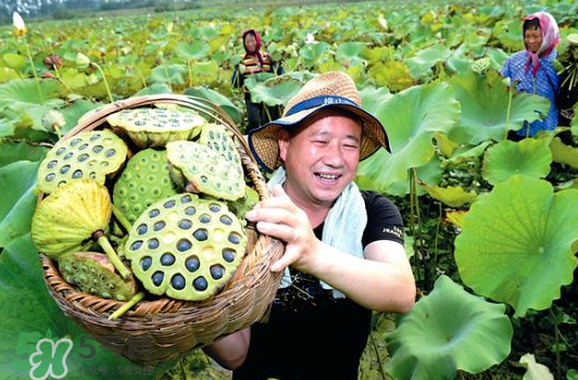 蓮蓬不能和什么同吃？蓮蓬和什么相克？