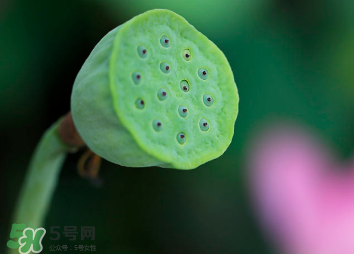 蓮蓬可以放多久？蓮蓬可以放冰箱嗎？