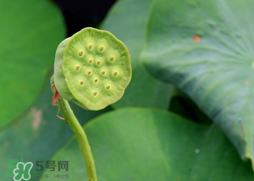 蓮蓬可以放多久？蓮蓬可以放冰箱嗎？