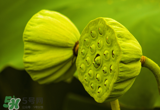 蓮蓬可以放多久？蓮蓬可以放冰箱嗎？