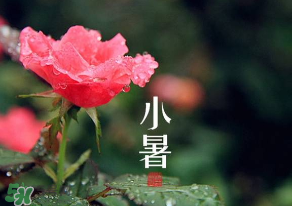 小暑是入伏嗎？小暑是不是入伏？
