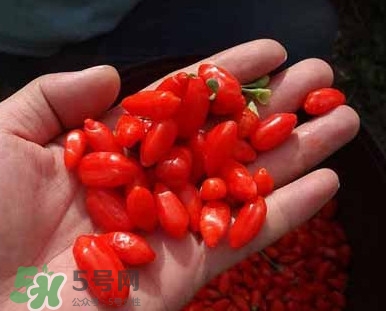 枸杞鮮果屬水果嗎？枸杞鮮果什么味道