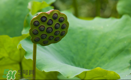 蓮蓬是荷花的什么？蓮蓬是什么意思？