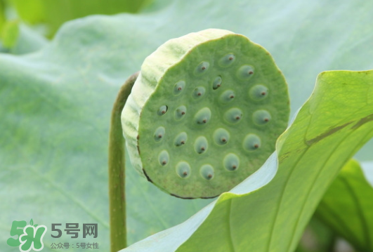 蓮蓬是荷花的什么？蓮蓬是什么意思？