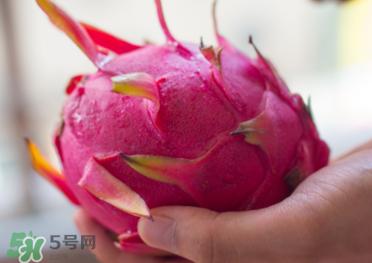 紅心火龍果什么時(shí)候成熟？紅心火龍果什么季節(jié)有？