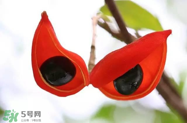孕婦能吃蘋婆嗎？孕婦吃蘋婆對胎兒好嗎