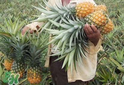 金菠蘿是鳳梨嗎？金菠蘿與普通菠蘿區(qū)別