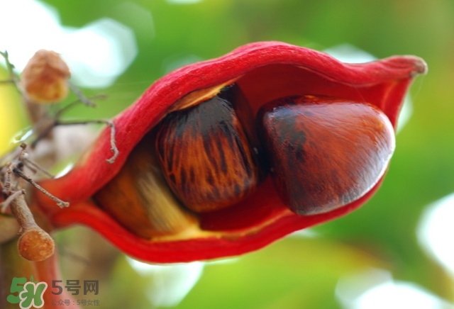 蘋婆怎么吃？蘋婆的功效與作用