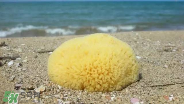 Rosenfeld海綿好用嗎？Rosenfeld海綿怎么樣？