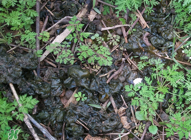 孕婦能吃地耳菜嗎？寶寶能吃地耳菜嗎？