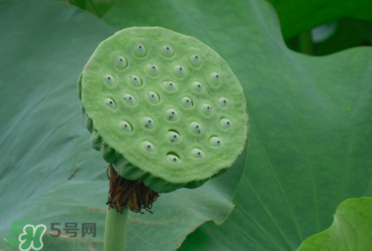 蓮蓬和蓮藕一樣嗎？蓮蓬和蓮藕的區(qū)別
