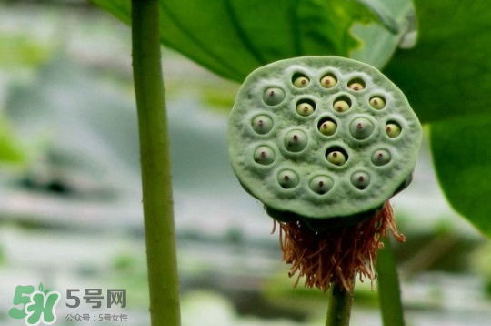 蓮蓬和蓮藕一樣嗎？蓮蓬和蓮藕的區(qū)別