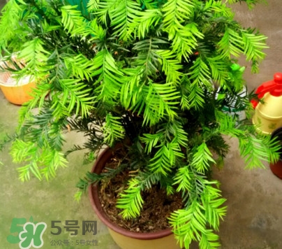 紅豆杉怎么養(yǎng)植？紅豆杉的養(yǎng)殖方法和注意事項(xiàng)