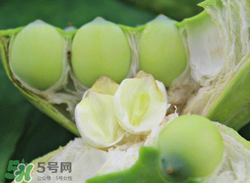 新鮮蓮蓬怎么吃？新鮮蓮蓬的吃法
