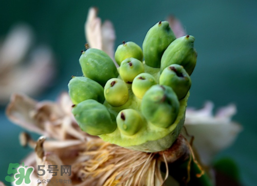 新鮮蓮蓬孕婦能吃嗎？孕婦可以吃新鮮蓮蓬嗎？