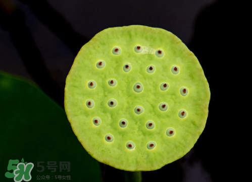 新鮮蓮蓬孕婦能吃嗎？孕婦可以吃新鮮蓮蓬嗎？