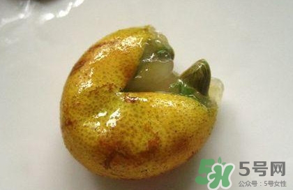 黃皮果核能治療什么??？黃皮核的功效與作用