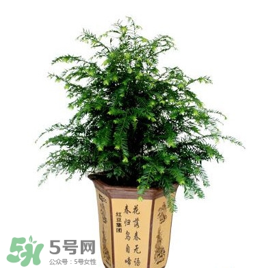 紅豆杉葉子干枯要怎么做？紅豆杉枯萎救治方法