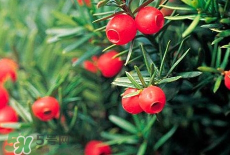 紅豆杉的果實(shí)能吃嗎？紅豆杉都有那些品種？