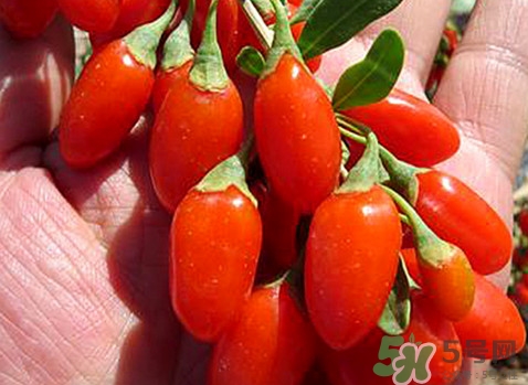 如何辨別枸杞是否新鮮？鮮枸杞可以直接食用嗎