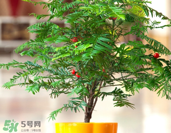 紅豆杉怎么養(yǎng)植？紅豆杉的養(yǎng)殖方法和注意事項(xiàng)