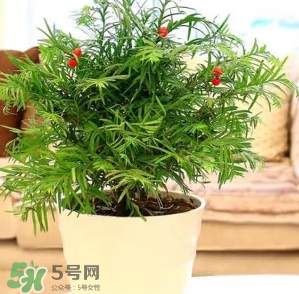 紅豆杉怎么養(yǎng)植？紅豆杉的養(yǎng)殖方法和注意事項(xiàng)