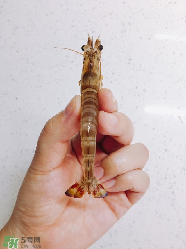 活基圍蝦怎么保存？活基圍蝦怎么處理干凈？