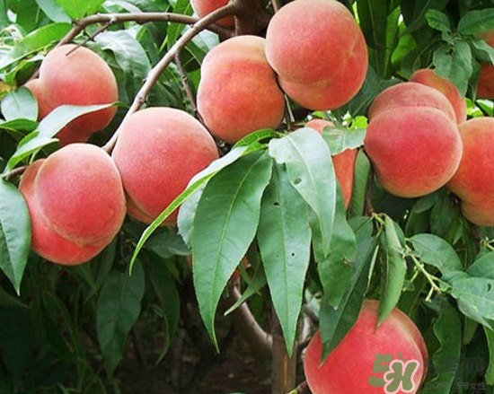 玉米和桃子能一起吃？桃子可以和玉米一起吃嗎？