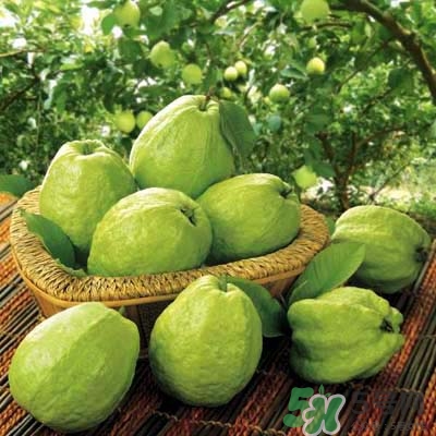 哺乳期可以吃番石榴嗎？哺乳期不能吃什么？
