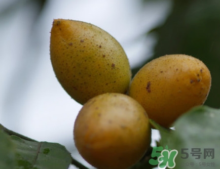 黃皮干多少錢(qián)一斤？川貝黃皮干有什么功效