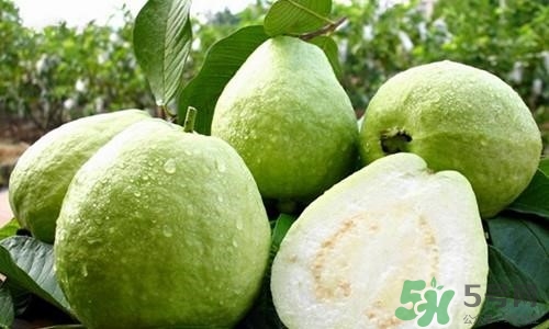 孕婦可以吃番石榴嗎？孕婦吃番石榴對(duì)胎兒好嗎？