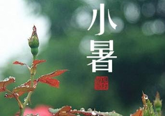 小暑種什么菜？小暑為什么要種牽牛花？