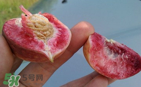 中華血桃什么時(shí)候成熟？中華血桃產(chǎn)地在哪兒