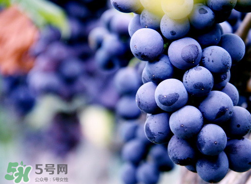 夏黑葡萄幾月成熟？夏黑葡萄幾月份上市？