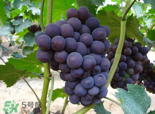 夏黑葡萄多少錢一斤？夏黑葡萄怎么挑選？
