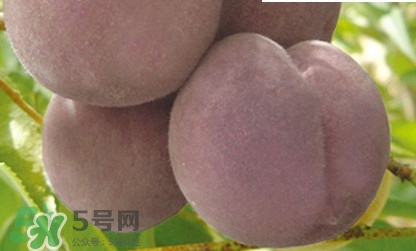 黑桃是什么水果？吃黑桃有什么好處？