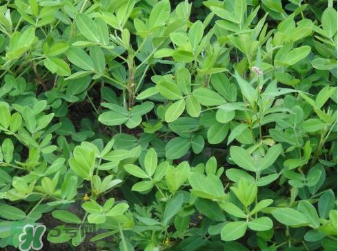 七月份可以種花生嗎？花生七月份可以種植嗎？