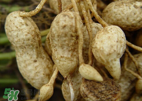 七月份可以種花生嗎？花生七月份可以種植嗎？