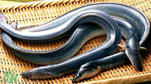 鰻魚(yú)是海鮮嗎？鰻魚(yú)是海魚(yú)嗎