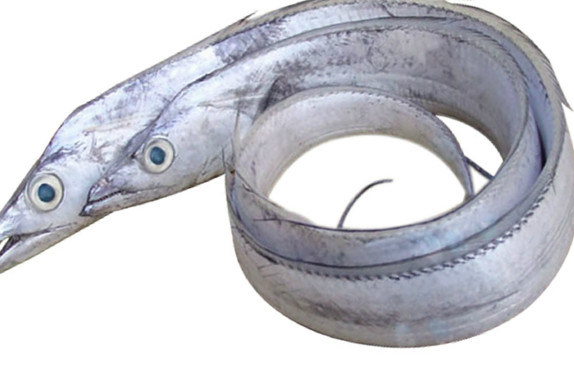 鰻魚(yú)是帶魚(yú)嗎？鰻魚(yú)和帶魚(yú)有什么區(qū)別