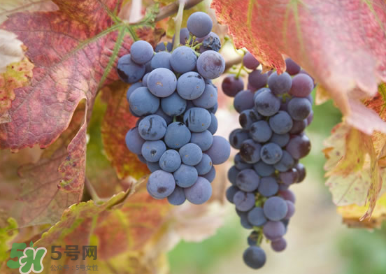 玫瑰香葡萄孕婦能吃嗎？孕婦可以吃玫瑰香葡萄嗎？