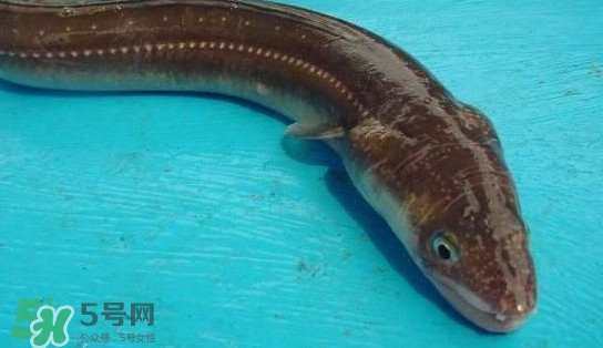 鰻魚(yú)多少錢(qián)一斤？野生鰻魚(yú)多少錢(qián)一斤