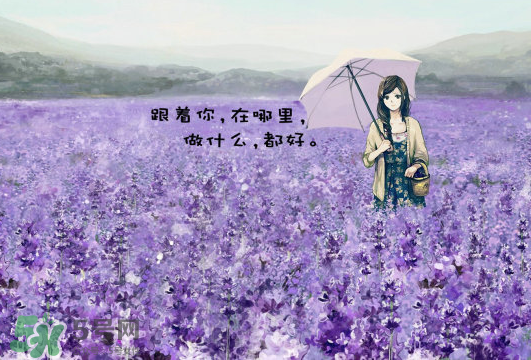 七月份還有薰衣草嗎？7月份還有薰衣草嗎？