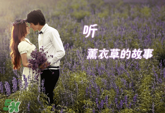 七月份還有薰衣草嗎？7月份還有薰衣草嗎？