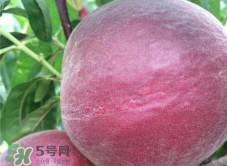 黑桃是什么水果？吃黑桃有什么好處？