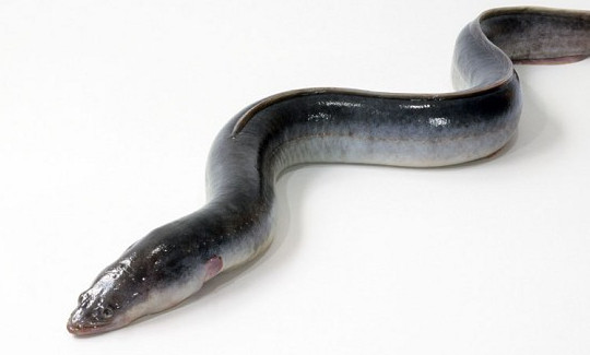 鰻魚(yú)是帶魚(yú)嗎？鰻魚(yú)和帶魚(yú)有什么區(qū)別