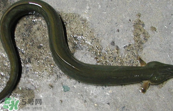 鰻魚(yú)是海鮮嗎？鰻魚(yú)是海魚(yú)嗎
