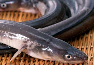 鰻魚(yú)是鱔魚(yú)嗎？鰻魚(yú)是白鱔嗎