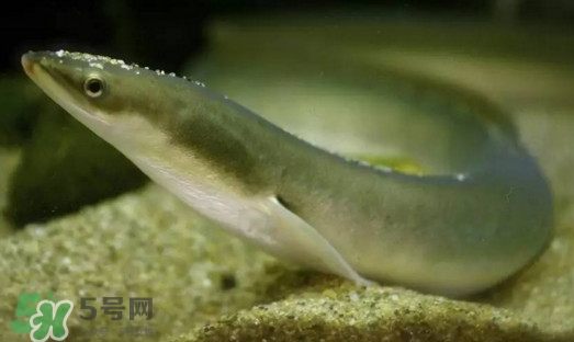 鰻魚是鱔魚嗎？鰻魚是白鱔嗎