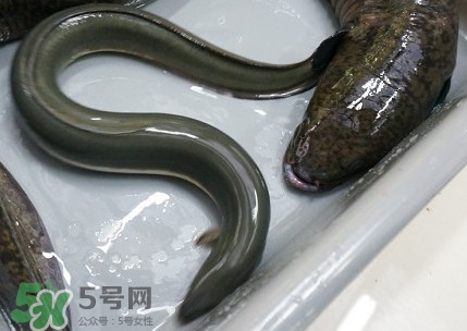 鰻魚(yú)多少錢(qián)一斤？野生鰻魚(yú)多少錢(qián)一斤